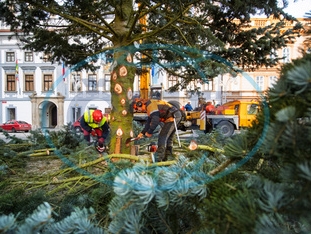 Z vánočního stromu, který stál na českobudějovickém náměstí, vznikne socha